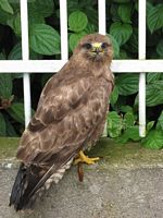 Bussard