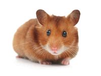 Hamster