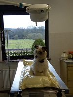 Hunde