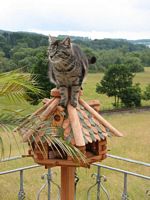 Katzen