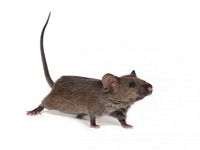 Maus