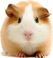 Meerschweinchen