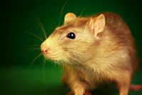 Ratte