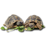 Schildkröten