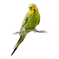 Vögel